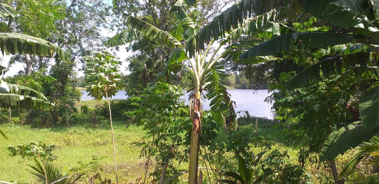 Hasthi Lake Resort Habarana Exterior photo